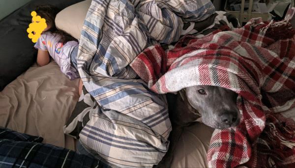 /Images/uploads/New Jersey Boxer Rescue/NJBoxerRescue/entries/17815.jpg